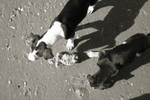 Beach dogs