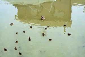 Ducks 2