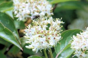 Fly on flower