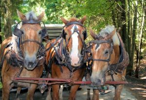 Horses of Mackinaw Island
