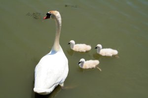 Swan & chicks